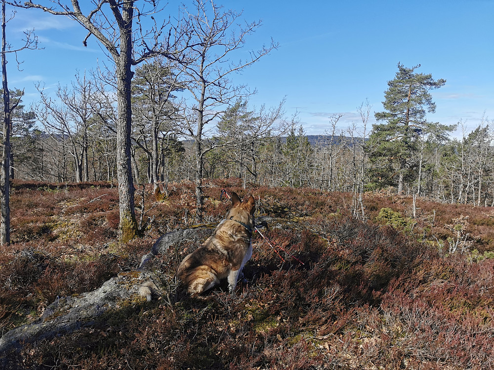 Fuglemyråsen