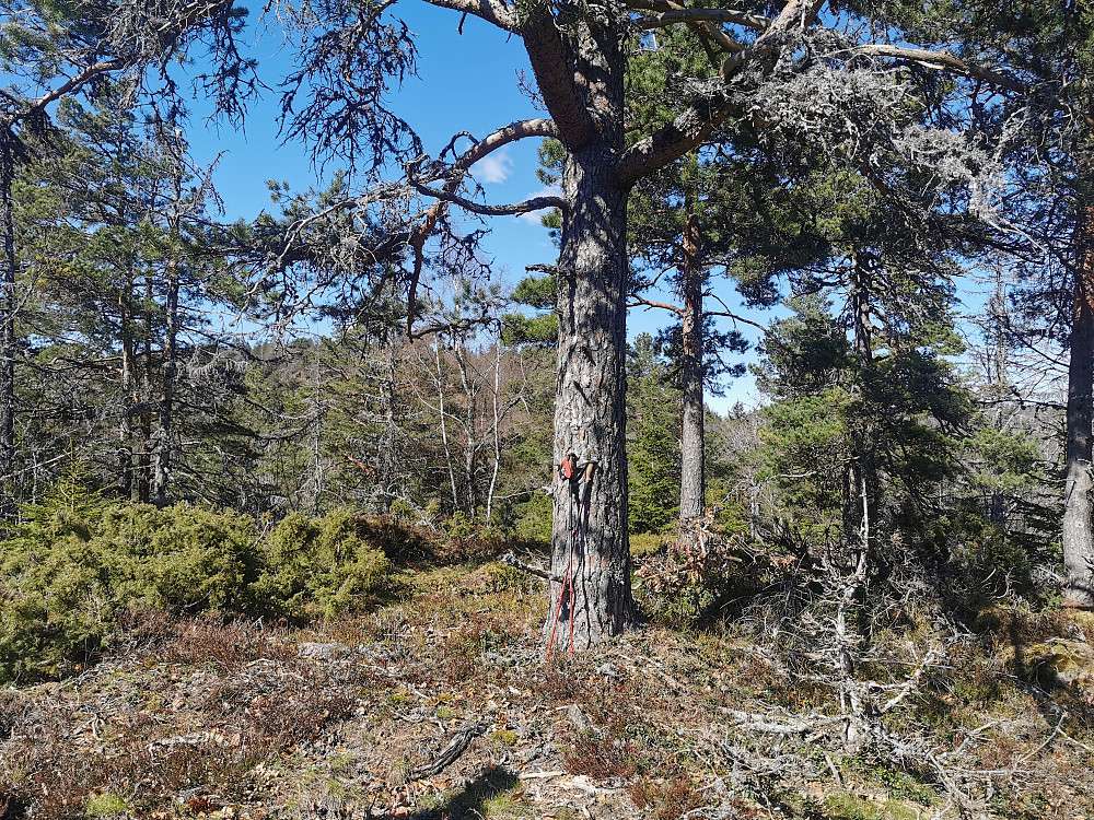 Barlindglovåsane syd