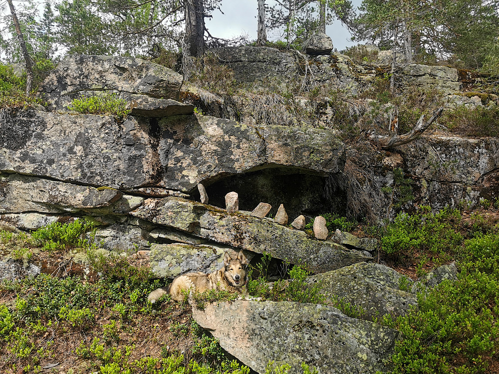 Kira ligger foran Fenrisulven