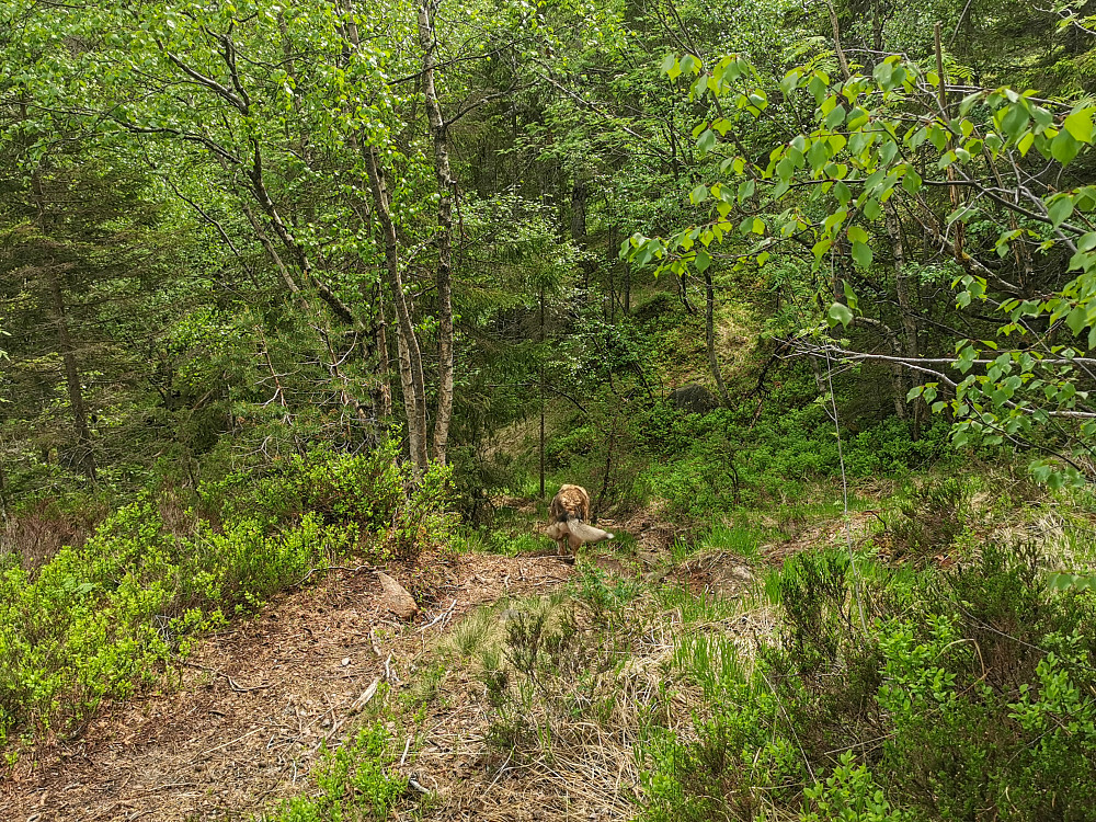 Nedover Badstudalen