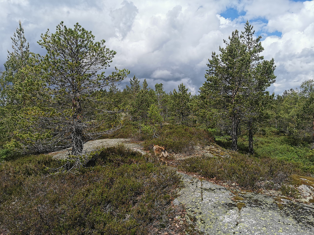 På vei til topp punktet