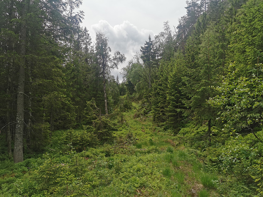 Fint i skogen nå