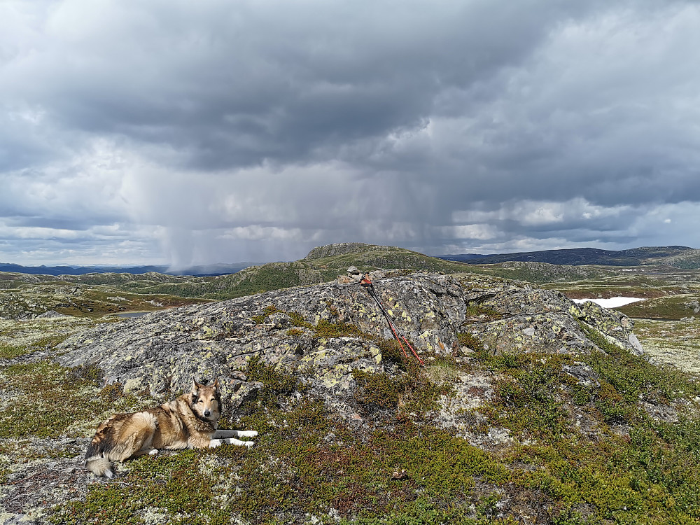Slåkoåsen