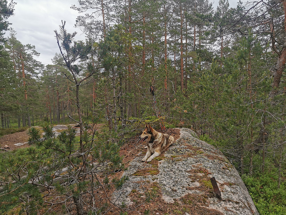 Østerholtknatten