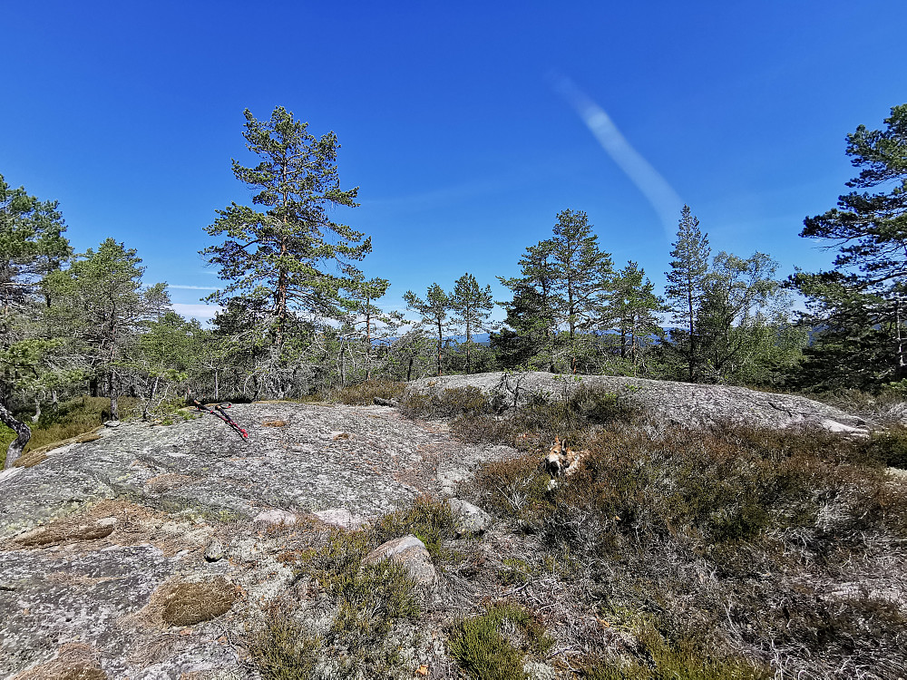 Toppunktet på Husefjell