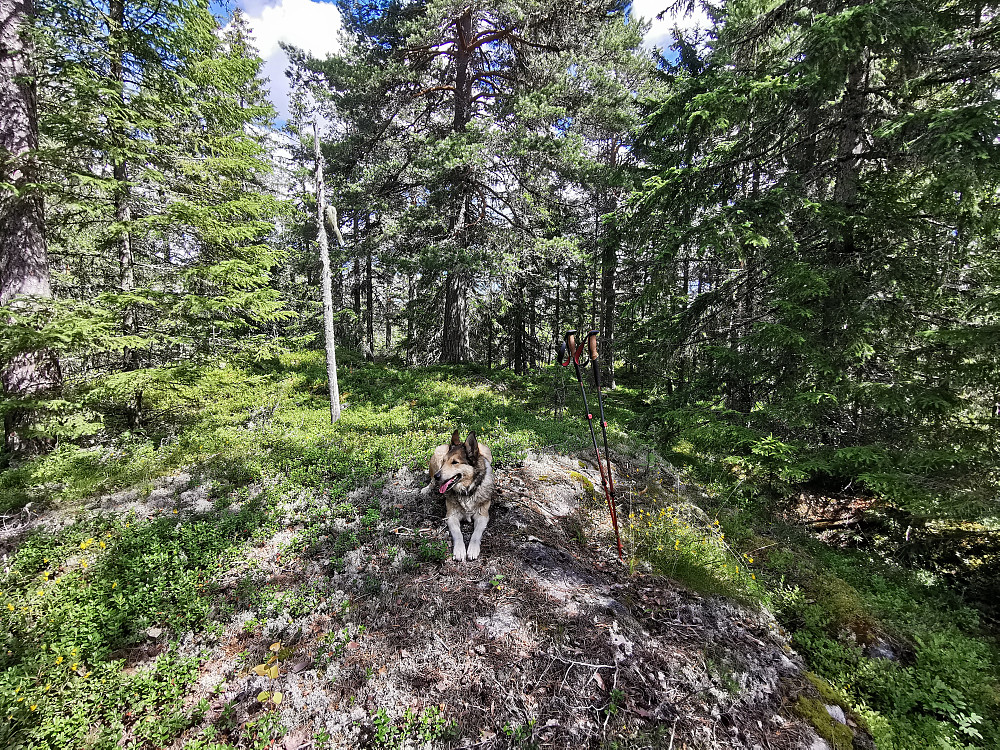 Husefjell