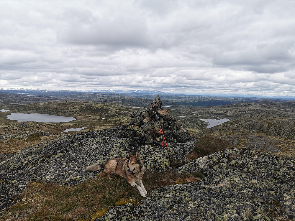 Vikstulnuten