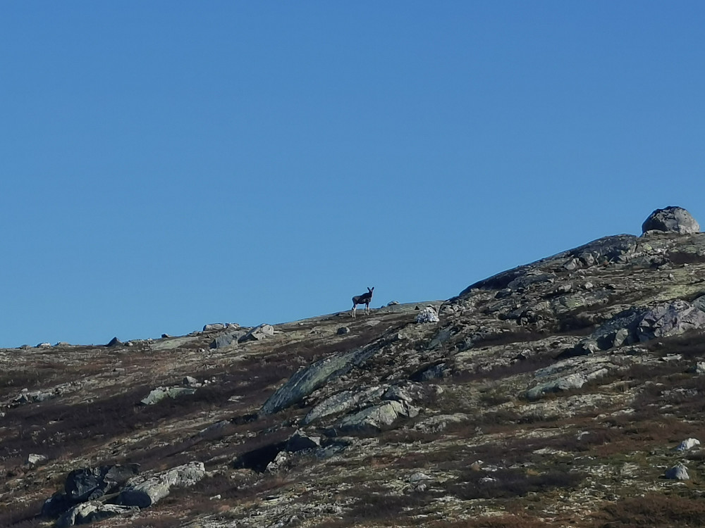 Elg på fjelltur