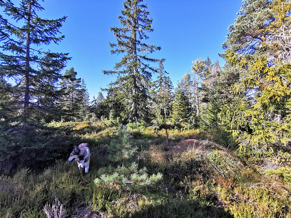 Slåttsmyråsen