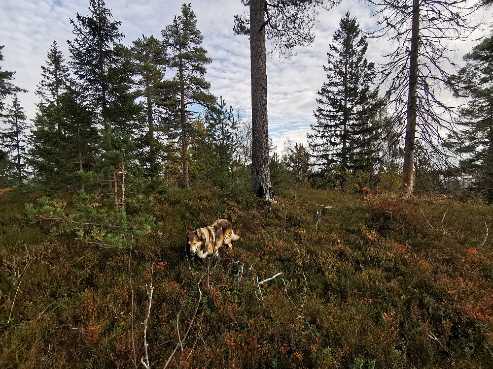 Damåsen