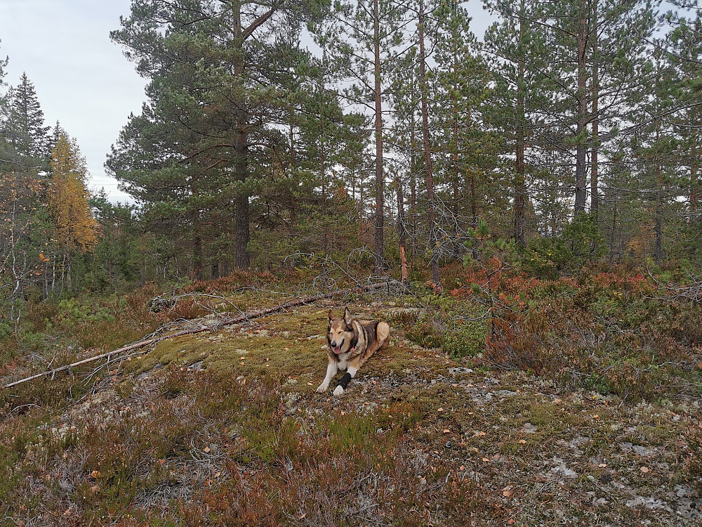 Øst for Steglevannet