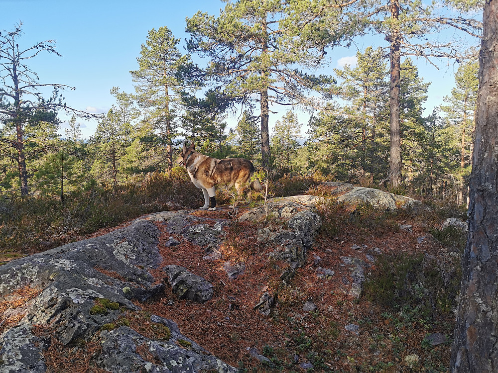 Ballatjernåsen