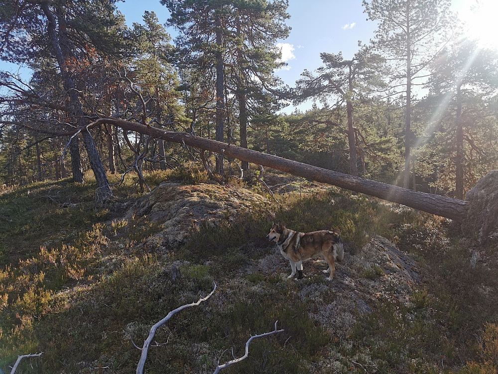 Øytjernhøgda