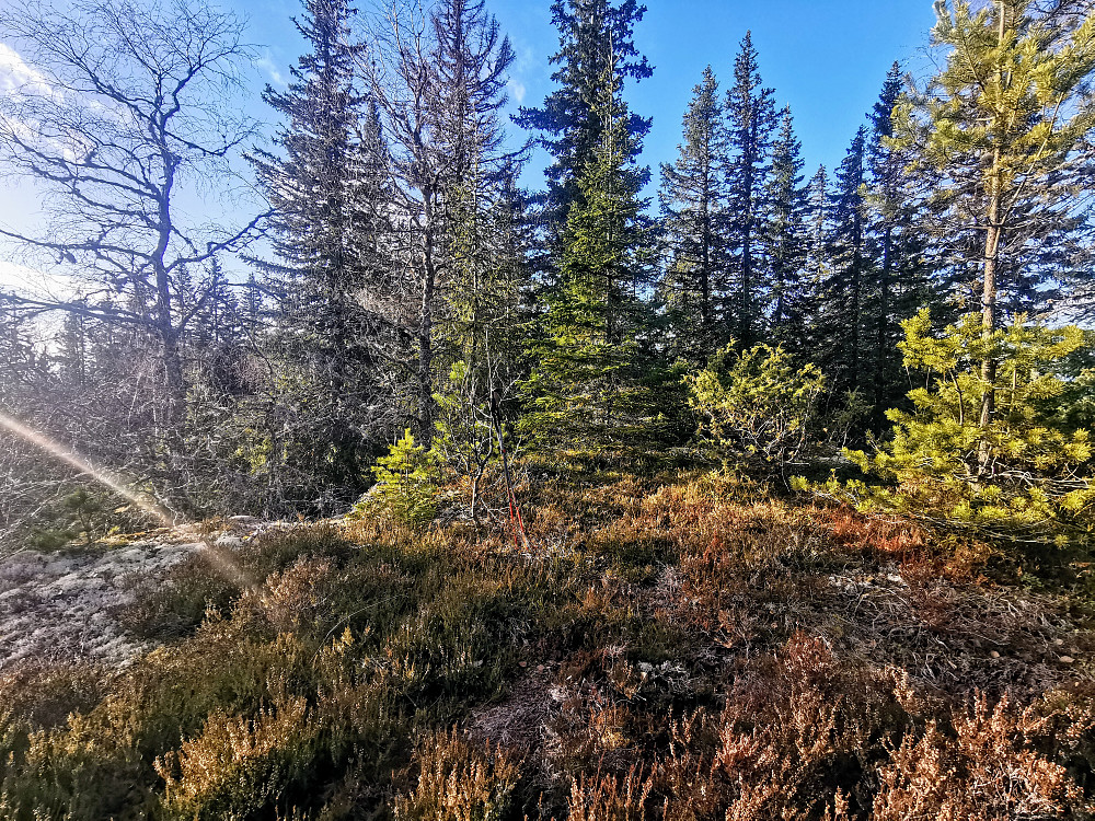 Høyeste punktet på Glomsrudkollen