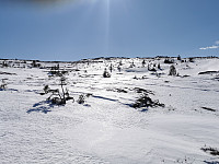 ovega_20250320_67dc554643518.jpeg