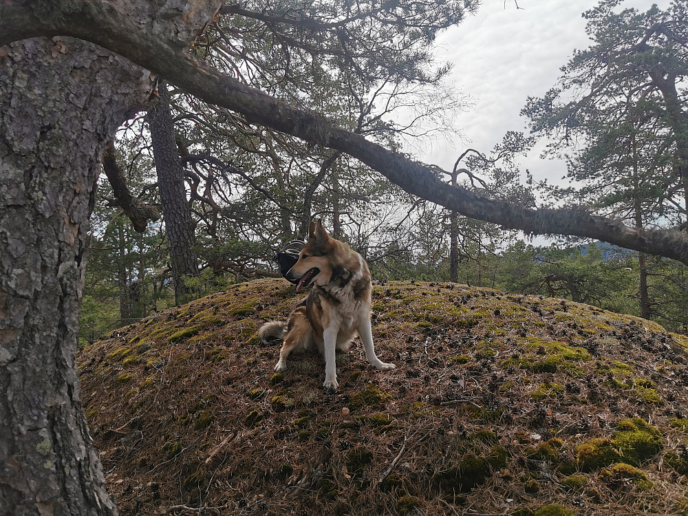 Kira markerer toppen på Teigefjellet