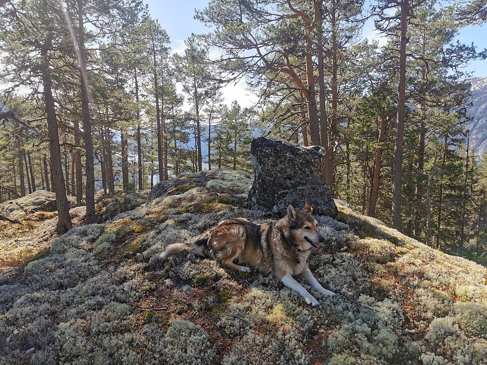  Grasdalsbergo topp punkt