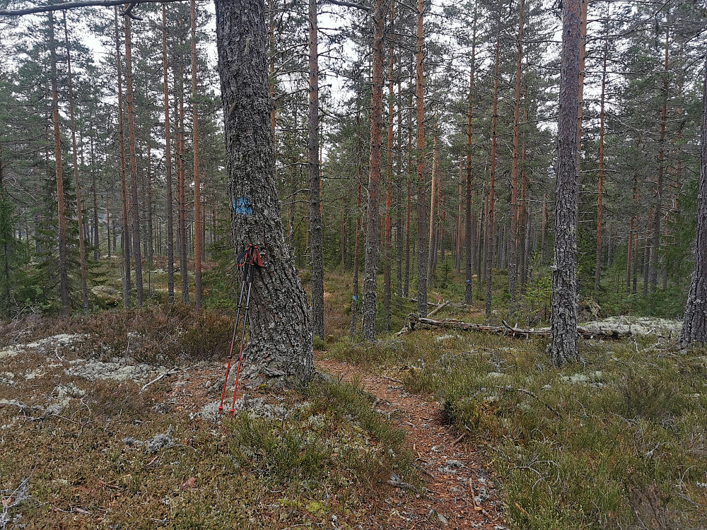 Skorva 2