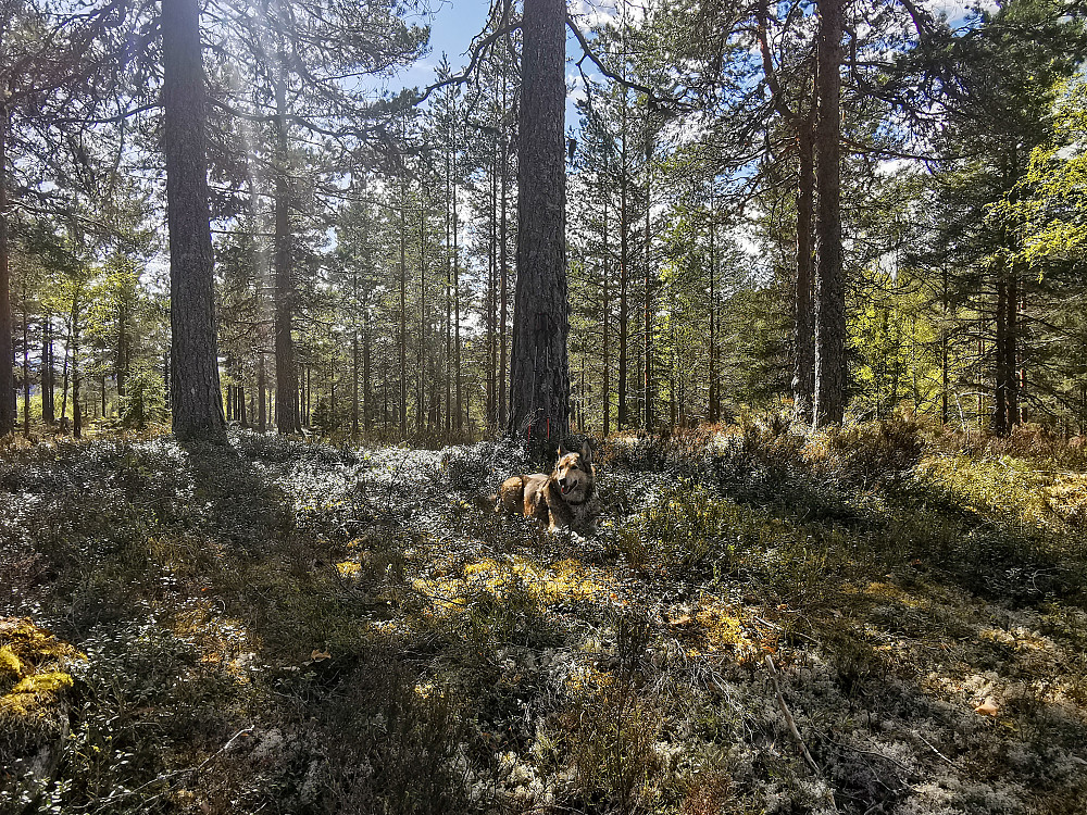 Kolusåsen