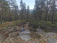 ovega_20250428_680f1a99359ae.jpeg