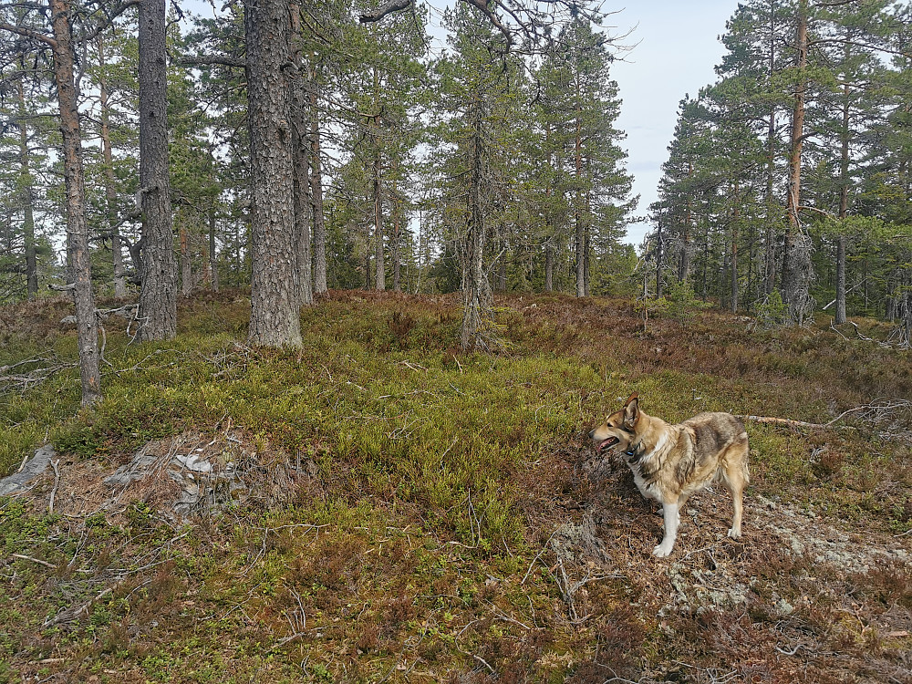 Bufaråsen