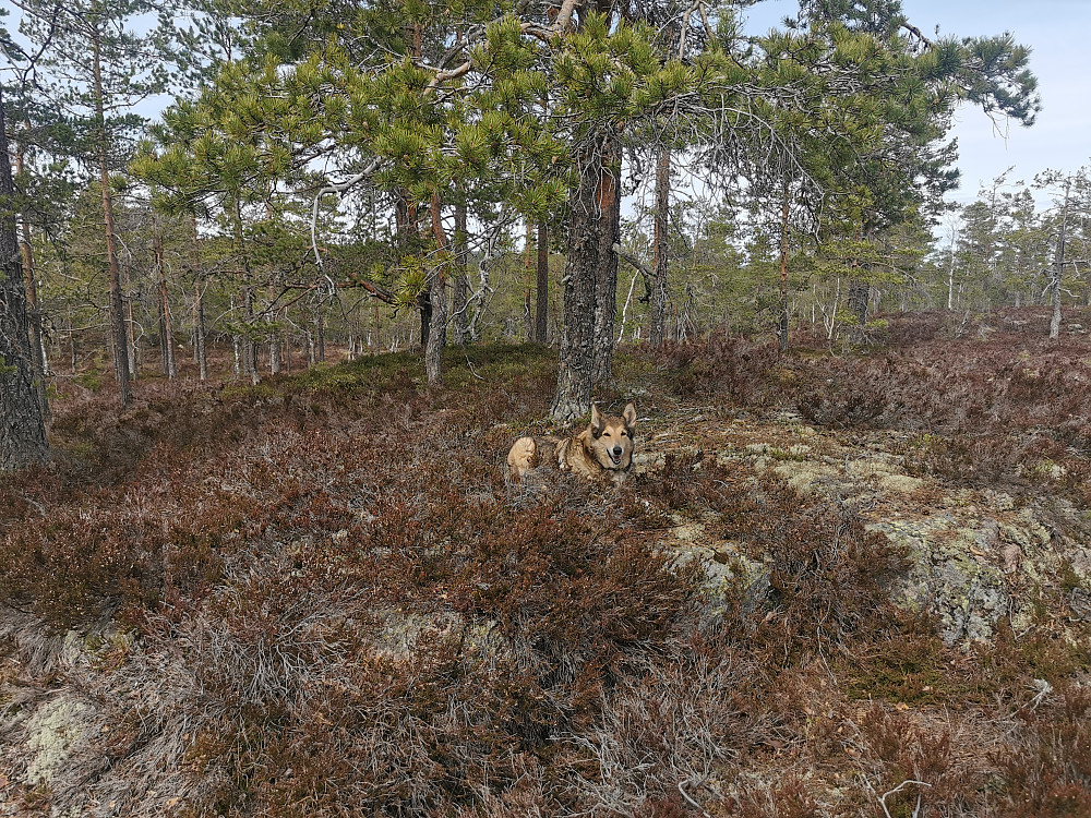 Nord for Sendigflåren