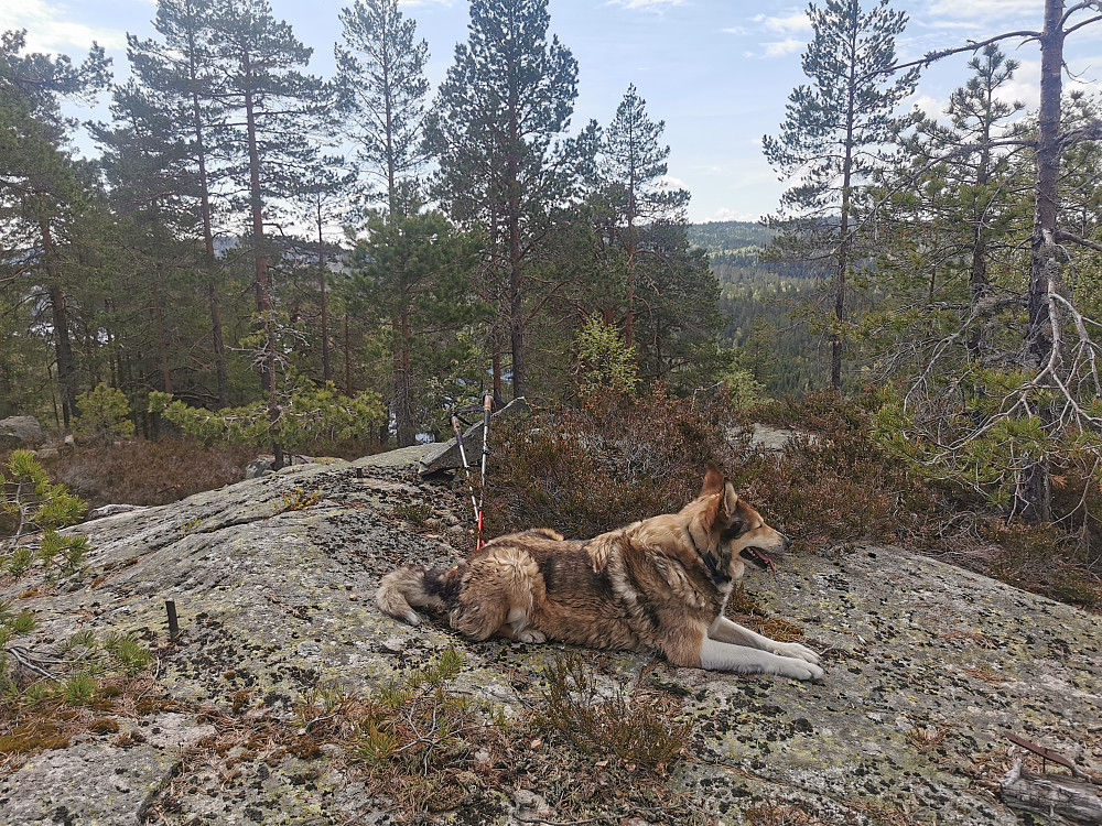 Trigpunktet