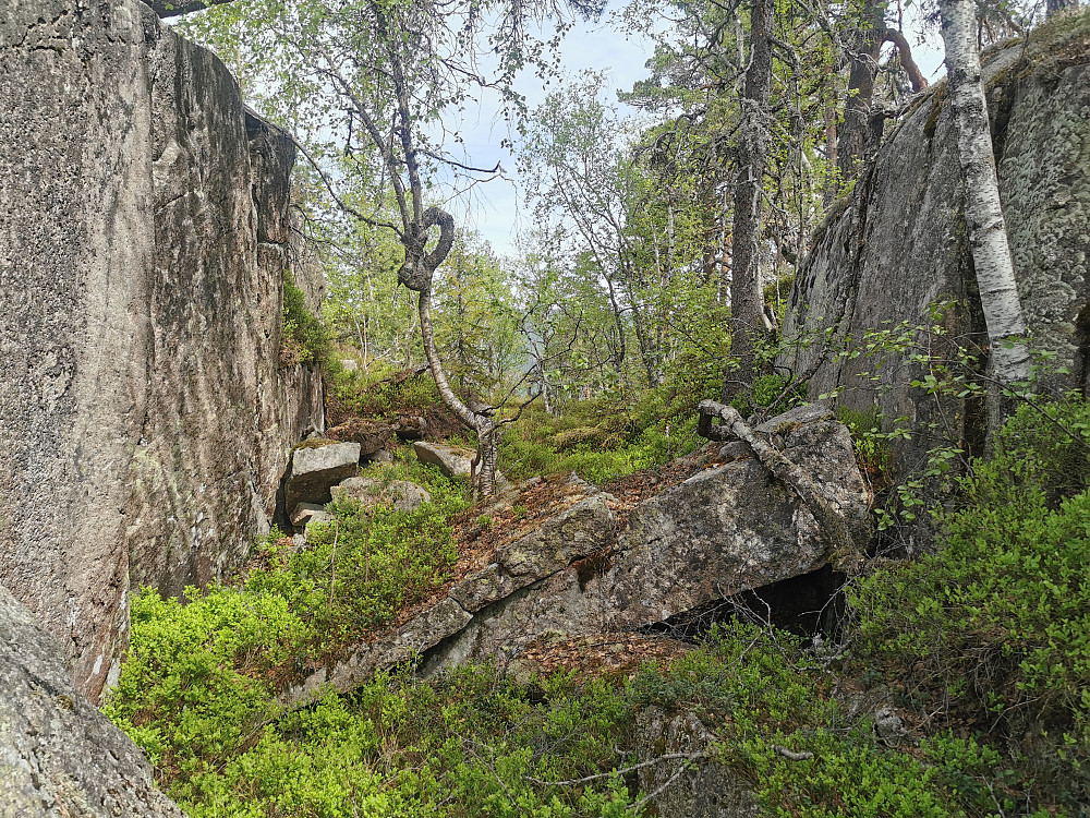 Litt spesiell fasong på den bjørka