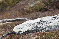 opps_20210714_60ef49d80149f.jpg