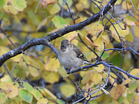 opps_20211217_61bced4424790.jpg