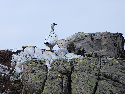 Fjellrype ved Grønhøa