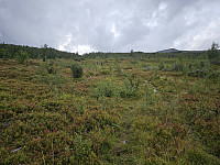 opps_20240117_65a818cc85bce.jpg
