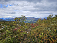 opps_20241126_674601874a1ea.jpg