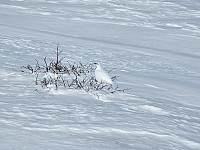 opps_20241217_6761a1d655dc4.jpg