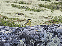opps_20241219_6764486c58f04.jpg