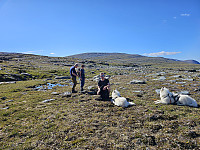 opps_20241219_676467aa8287a.jpg