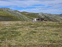 opps_20241219_676487b172225.jpg