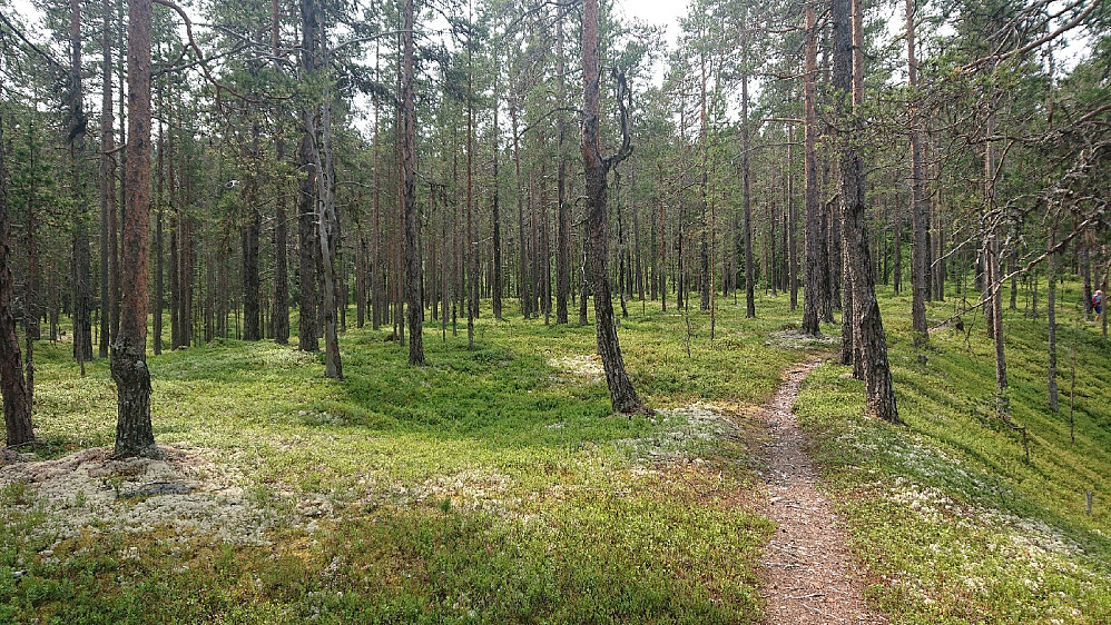 Flott furuskog.