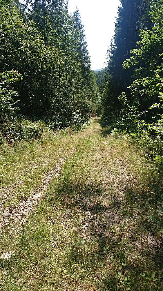 Gjengrodde skogsbilveier mellom Øvre Sandvann og Hoppetjenn.