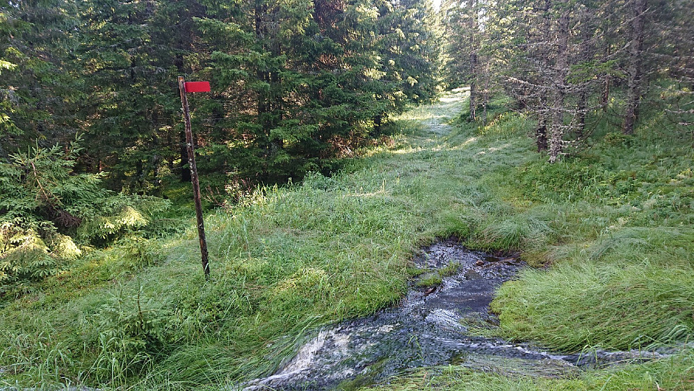 Vått i skogen i dag.