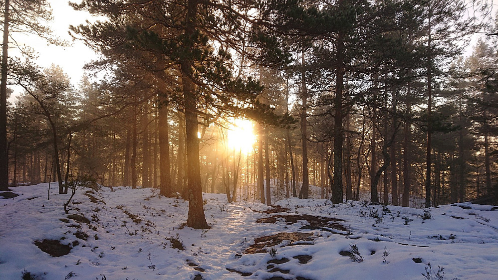Flott lys gjennom morgentåke, på Terrengsykkelkollen.