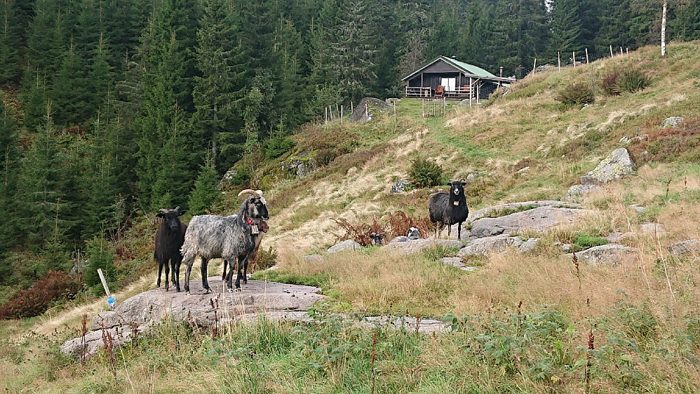Hortaseter.