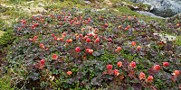 Atomsilda_20210809_61117af84f34e.jpg