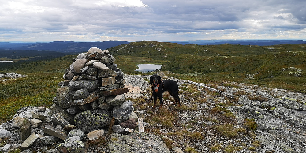 Myssmerhølje 