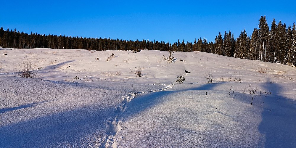 Det første partiet fra veien er åpent... og bra med snø. 