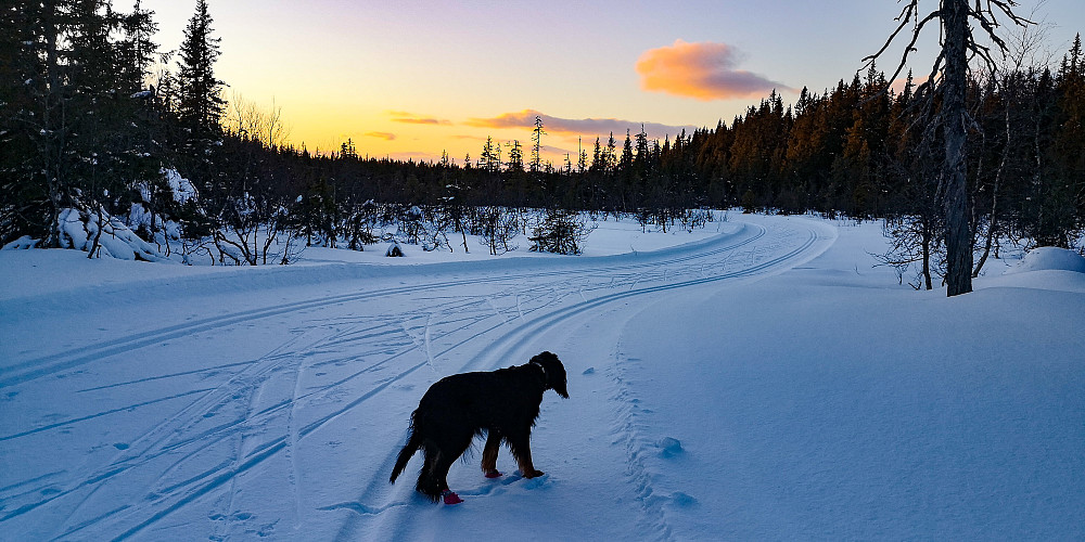 Sunnere spor.. delvis fylt med fin føykesnø... trått. 