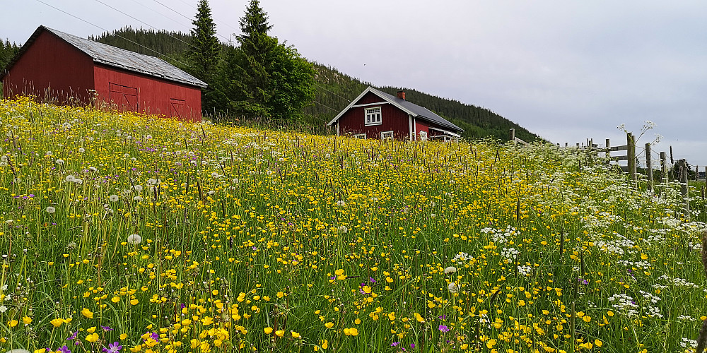 Herlige juni. Her ved Skjeppsjøen