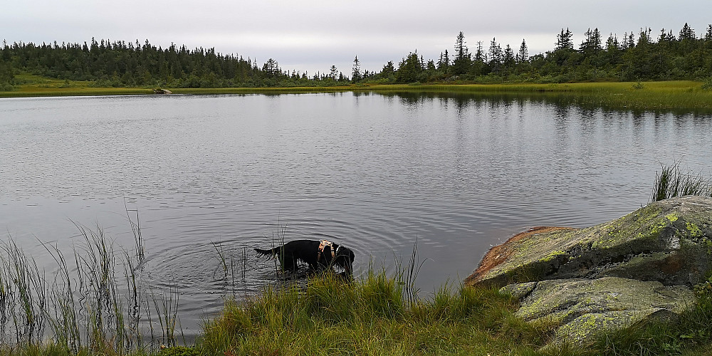 Nedkjøling i Rausteinstjernet 