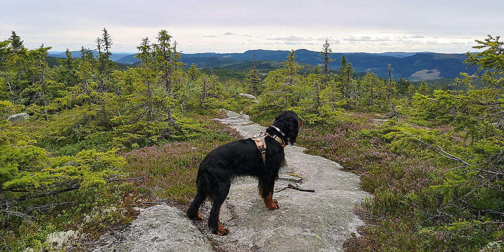Sørryggen på Tjuvåskampen 
