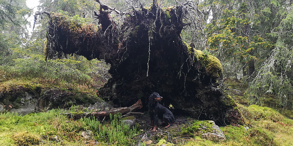 I svarte skauen... mellom Skreifjellet og Høgbrenna